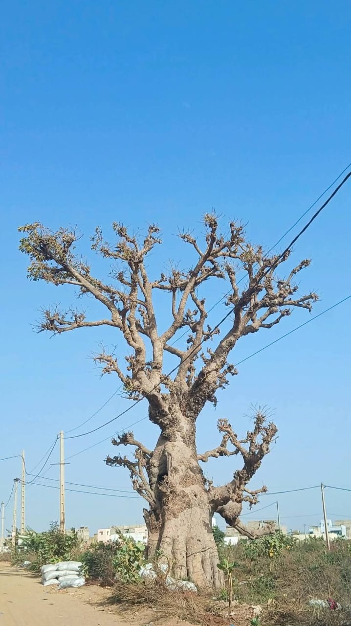 Baobab tree, Senegal