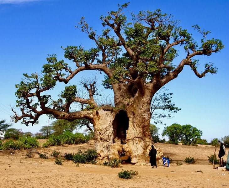 Majestic baobab tree in Senegal