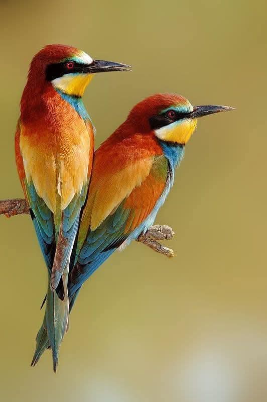 European bee-eaters