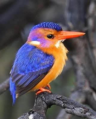African pygmy kingfisher