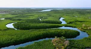 Saloum Delta mangroves