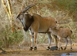 Eland antelope with its calf