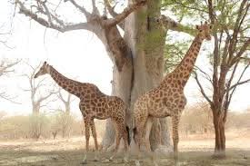 Two giraffes beside a baobab tree