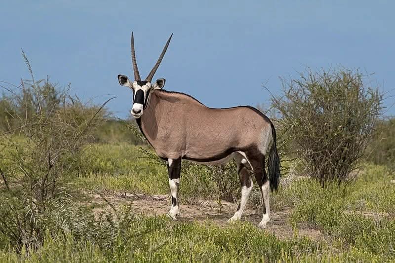 Oryx antelope in the bush