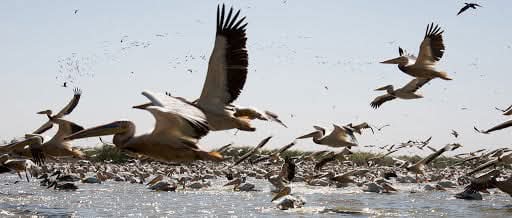 Flock of pelicans taking flight over water