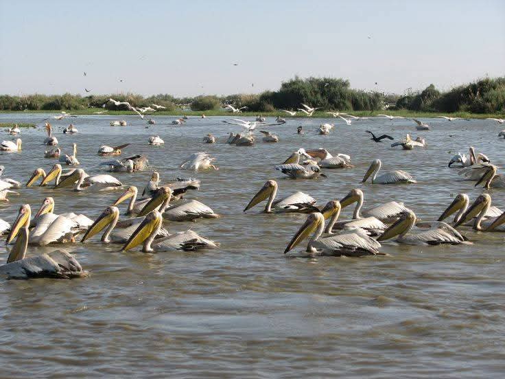 Colony of pelicans resting on the water, Djoudj