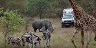 Safari vehicle with zebras, rhino and giraffe