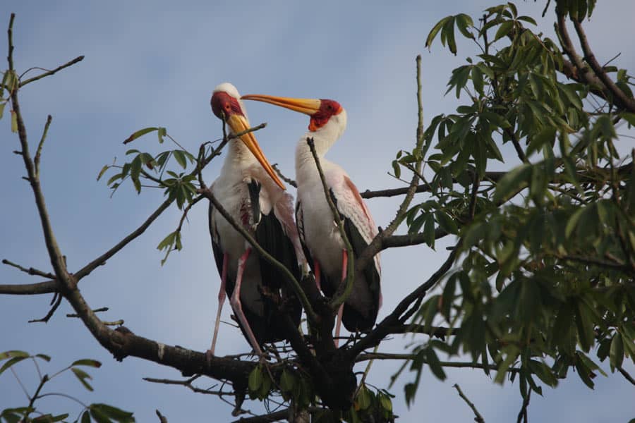 Pair of yellow-billed storks perched in a tree